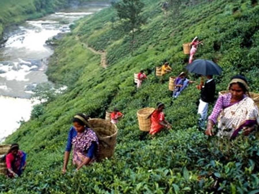 کولمبو: چائے کے باغات سے خواتین چائے کی پتیاں چن رہی ہیں‘ سری لنکا نے ر واں سال چائے کی پیداوار ہدف سے کم رہنے کا خدشہ ظاہر کیا ہے‘کے ٹی بورڈ نے سال رواں میں چائے کی پیداوار 330 ملین کلو گرام رہنے کا امکان ظاہر کیا تھا تاہم اب اندازہ لگایا گیا ہے کہ یہ پیداوار 325 ملین کلو گرام رہے گی جس کی وجہ بارشوں میں کمی بتائی گئی ہے