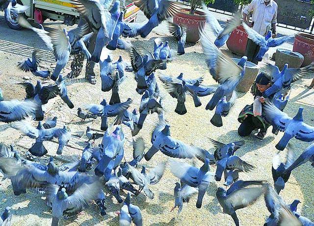 حیدر آباد: ایک بھارتی خاتون نمپالے ریلوے سٹیشن پر کبوتروں کو دانہ ڈال رہی ہے