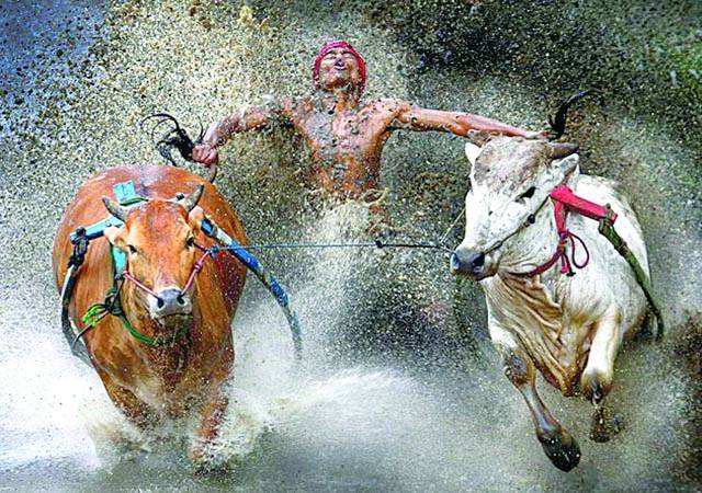 کوالالمپور: ایک میلے کے دوران بیلوں کی دوڑ میں ایک کسان جیتنے کی تگ و دوکررہاہے