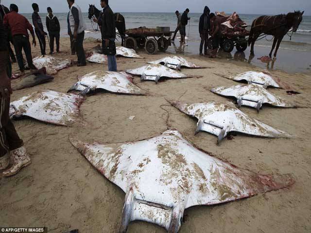  غزہ میں ’ ایف 16‘ مچھلی پکڑی گئی