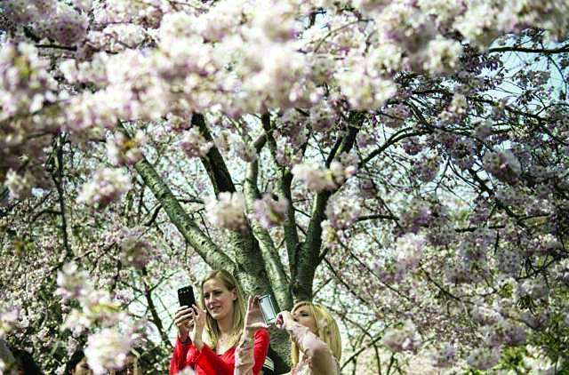 واشنگٹن: سیاح درختوں پر کھلنے والے تازہ پھولوں اورپتوںکی تصاویربنارہے ہیں