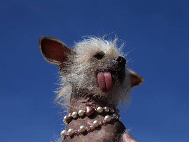 شکاگو کے کتے نے ”کتامقابلہ بدصورتی“ جیت لیا
