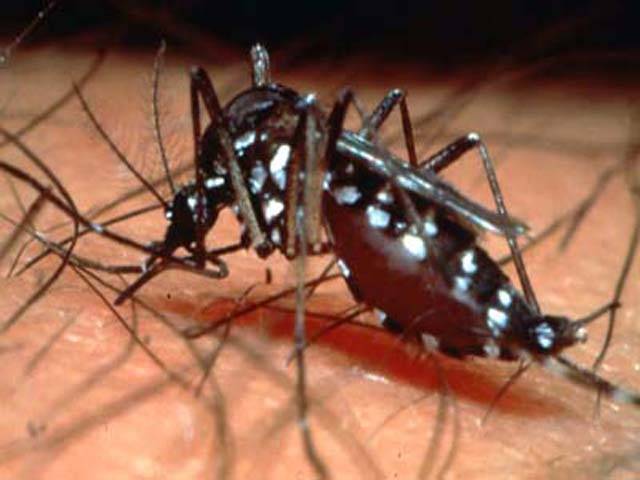 شانگلہ میں مزید 33افراد میں ڈینگی وائرس کی تصدیق