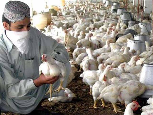 سندھ پولٹری ایسوسی ایشن نے مرغی 20روپے فی کلوگرام کم کردی