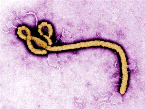 افریقہ میں خطرناک وائرس سرگرم