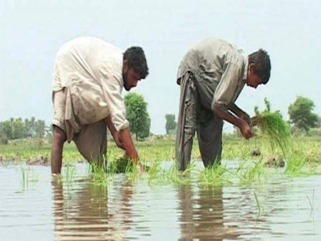  سندھ: کسانوں کوبھی حقوق مل گئے