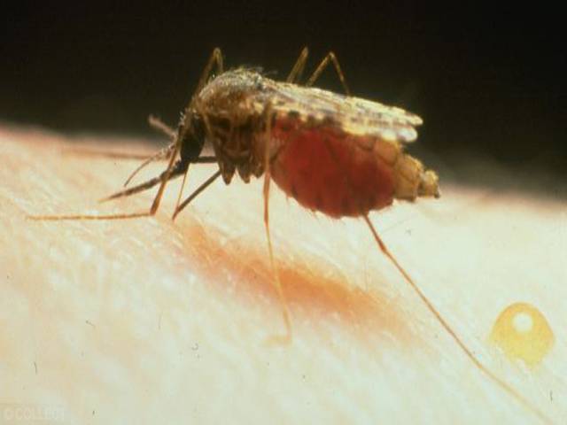 ملیریا کا صفایا کرنے کے لئے مچھر ایجاد 