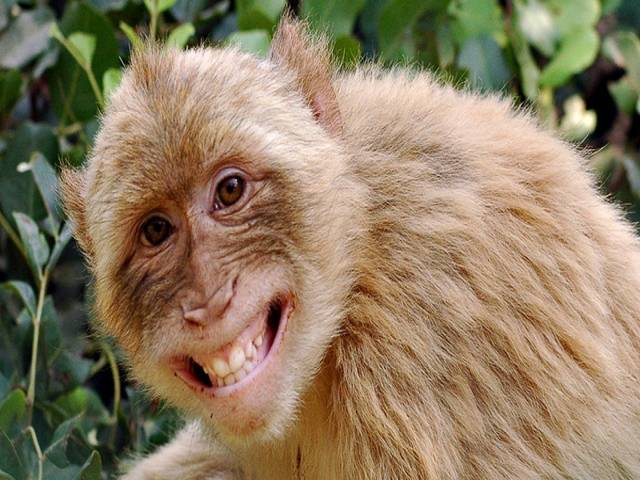 بھارتی بندر شہریوں میں پیسے بانٹنے لگا 
