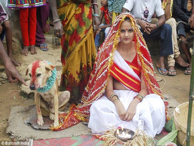 نحوست کا سایہ،بھارتی دوشیزہ کی کتے سے شادی