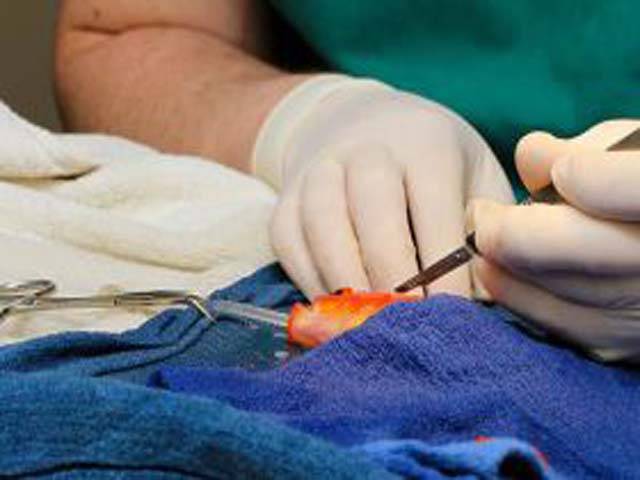 آسٹریلین ڈاکٹروں نے سنہری مچھلی کے دماغ کا کامیاب آپریشن کر لیا 