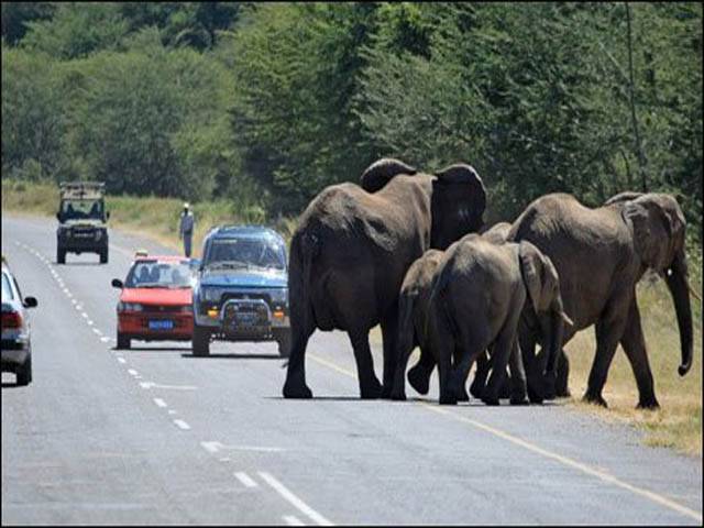 سری لنکا کی ہائی وے پر بھتہ خور ہاتھیوں کا قبضہ ہوگیا 