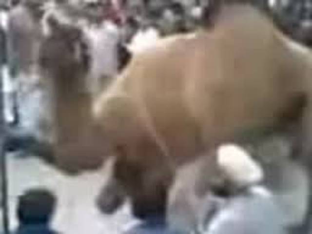 دھرنوں میں قربانی کا پہلا جانور پہنچ گیا، کارکنان پولیس سے چھڑانے میں کامیاب 