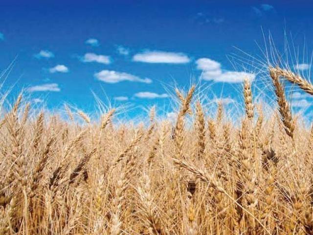 حکومت کا گندم کی درآمدات پر 20 فیصد ریگولیٹری ڈیوٹی عائد کرنےکا فیصلہ 
