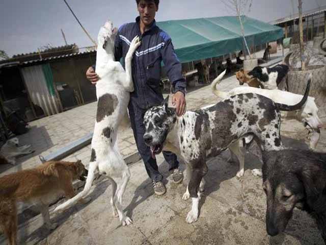 ایران میں کتا پالنے پر کوڑوں اور جرمانے کی سزا کیلئے قانون سازی شروع 
