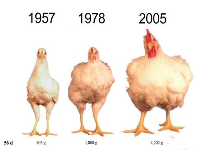 آج اور 50 سال قبل کی مرغی کے وزن میں فرق،تحقیق میں حیران کن انکشاف