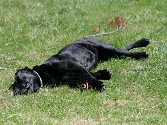 اڑھائی لاکھ کا کتا مرنے پر ایس ایس پی کی ہدایت پر مقدمہ درج, ملزم گرفتار،ادائیگی پر رہا