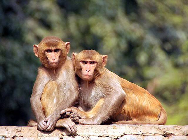 بھارتی حکومت بندروں سے ”مردانگی“ چھیننے لگی، لوگ لکھ پتی بن گئے 