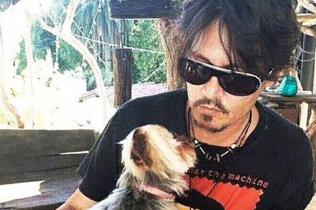 کتے آسٹریلیا لانے کا معاملہ، جونی ڈپ کو جیل بھیجے جانے کا خطرہ