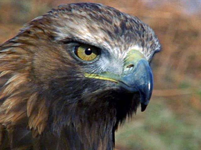 کیا آپ کو معلوم ہے عقاب کی نظر انسانوں سے کتنی زیادہ تیز ہوتی ہے ؟ناقابل یقین جواب جانئے 