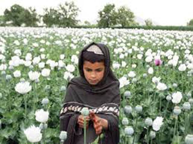 افغانستان سے افیون ختم کرنا مشکل ہے، امریکہ 