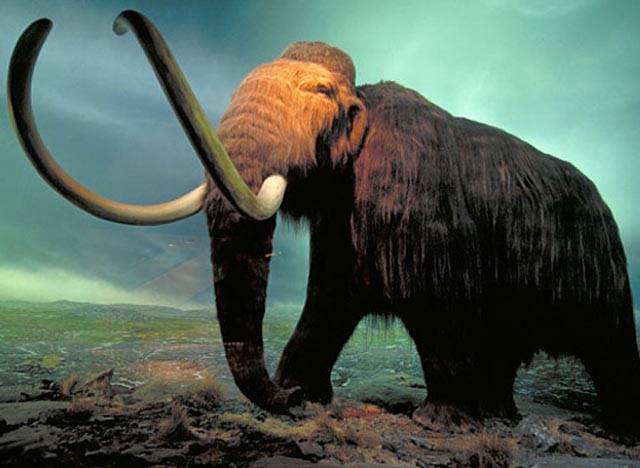 کھاریاں کے علاقے سے گیارہ لاکھ سال پرانے ہاتھی کا سر دریافت ہو گیا