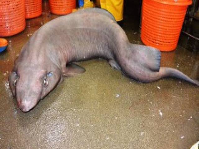 عجیب و غریب شارک مچھلی نے سائنسدانوں کو پریشان کردیا