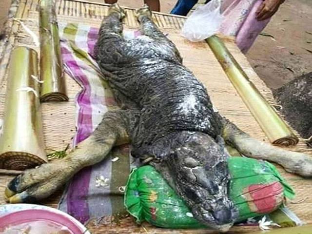 تھائی لینڈ میں عجیب و غریب بھیانک جانور دریافت، شکل بھینس اور مگرمچھ جیسی