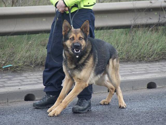 پولیس کے کتے نے جوڑے کی گمشدہ جمع پونجی ڈھونڈ نکالی