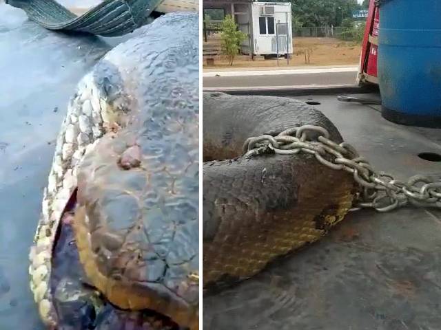 برازیل میں دنیا کا سب سے بڑا سانپ پکڑا گیا؟ سوشل میڈیا پر دھوم