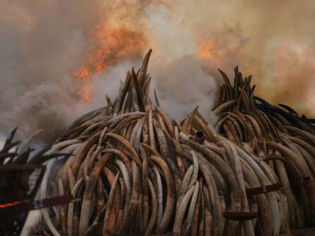 کینیا میں 100 ٹن ہاتھی دانت نذر آتش