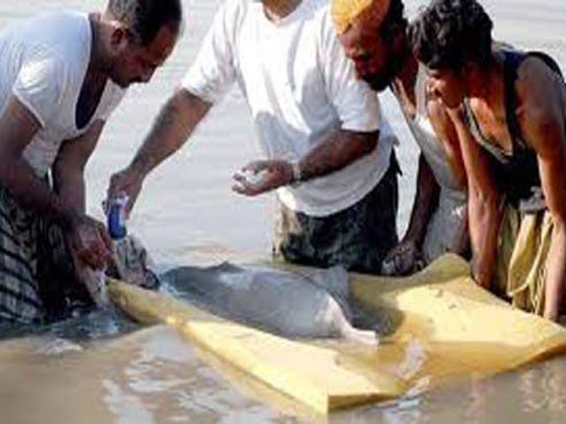 ڈہرکی : مقامی افراد نے نرلی نہر میں آنے والی نایاب نسل کی ڈولفن مار ڈالی