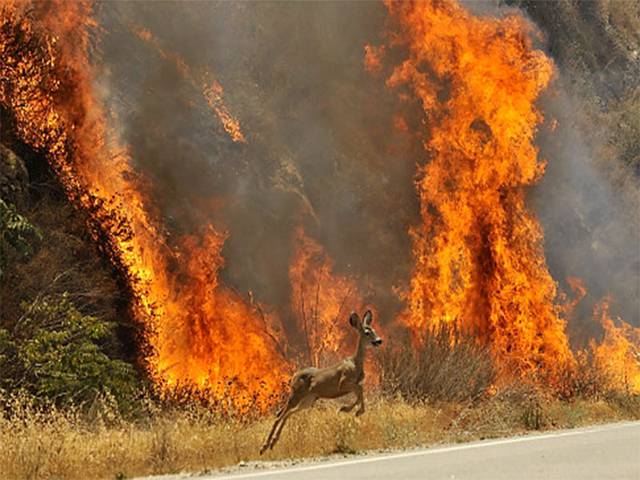 گلوبل وارمنگ سے جنگلات میں آتشزدگی کے خطرات بڑھ گئے، عالمی معیشتوں پر منفی اثرات مرتب ہوں گے: یو این آئی ایس ڈی آر