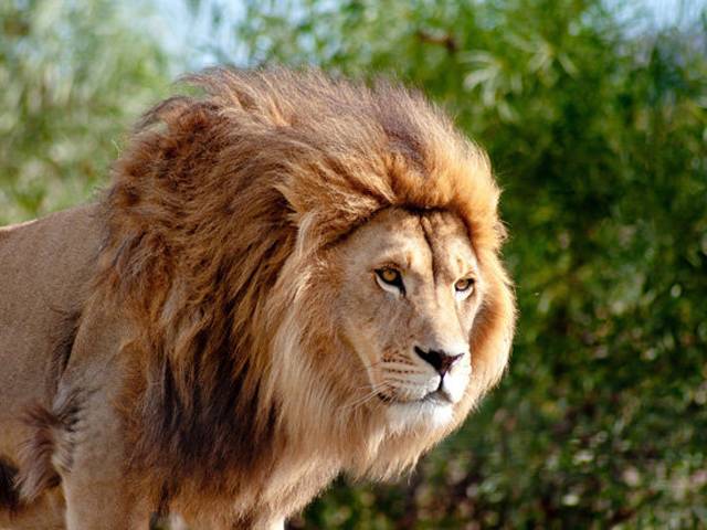 ایک ظالم آدمی نے زندہ بچے کو شیروں کے آگے ڈال دیا، ایسا واقعہ کہ جان کر آپ کا دل بھی کانپ جائے گا
