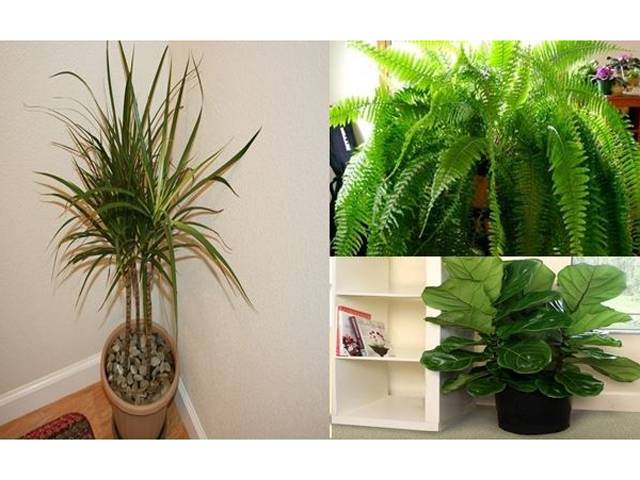 گھر کو زہریلے مادوں سے پاک رکھنے کے لئے یہ تین پودے اپنے گھر میں ضرور رکھیں