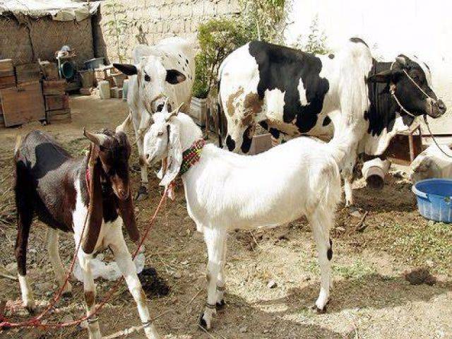 عیدالاضحی پر ملک بھر میں 76 لاکھ جانور قربان کئے گئے: چیئرمین پاکستان ٹینرز ایسوسی ایشن