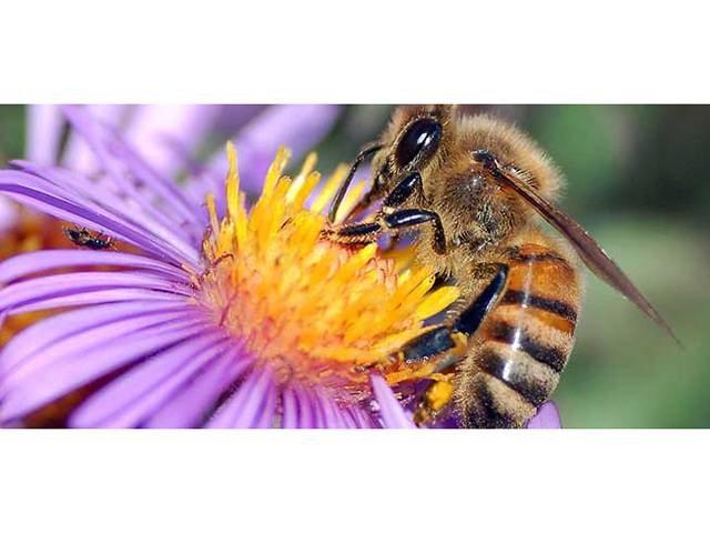شہد کی مکھی کاٹ جائے تو ان قدرتی طریقوں پر عمل کرکے آپ کی زندگی آسان ہوجائے گی