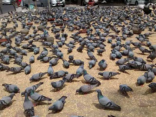 مقبوضہ کشمیر میں قابض بھارتی فوج نے153 معصوم کبوتروں کو ’’خطرناک پاکستانی جاسوس ‘‘ قرار دے کر سی آئی ڈی کے حوالے کر دیا 