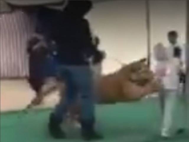 سعودی عرب میں خوفناک واقعہ، شیر کا نو عمر لڑکی پر حملہ اور پھر۔۔۔ ایسی ویڈیو سامنے آگئی کہ دیکھ کر انسان کانپ اُٹھے