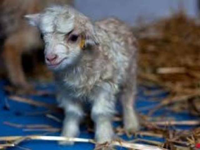 چین میں انتہائی نفیس اون والی کلون بکری کی پیدائش