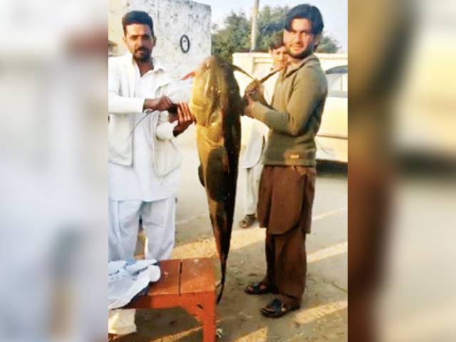 دریائے جہلم سے 40 کلو کی مچھلی پکڑی گئی، مچھیرے زخمی، لوگوں نے سیلفیاں بنائیں