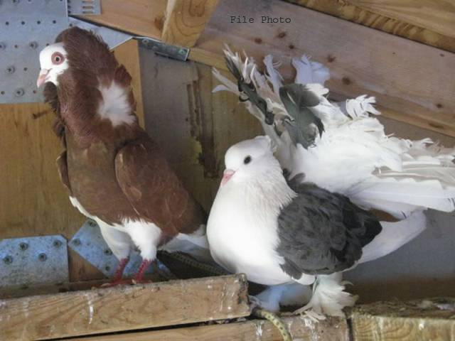 لاہور کے علاقہ سندر سے 5 لاکھ کا کبوتر چوری،پہلی مرتبہ مقدمہ درج