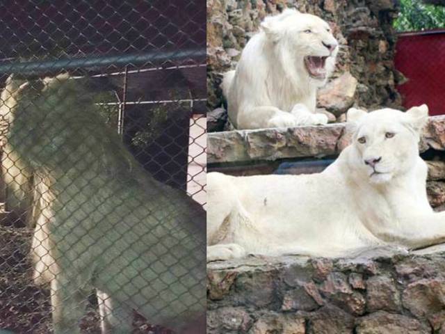 لاہور میں شیر نے تصاویر بنانے والے لڑکے کے چہرے پر پیشاب کر دیا