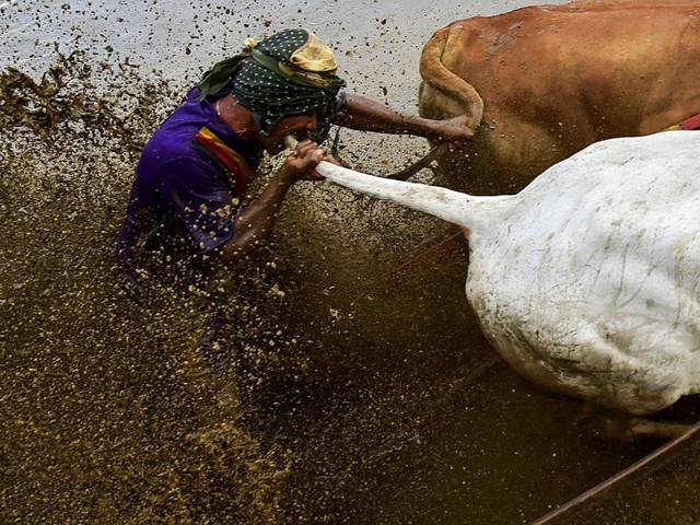 یہ کسان اپنی گائے کی دم پر اس طرح دانتوں سے کیوں کاٹ رہا ہے؟ حقیقت جان کر آپ بھی حیران پریشان رہ جائیں گے