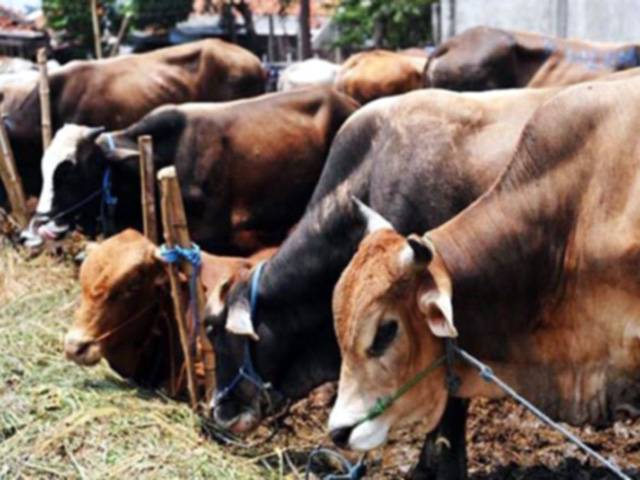 بھارتیہ جنتا پارٹی نے گائے ذبح کرنے پر موت کی سزا کا بل راجیہ سبھا میں پیش کر دیا
