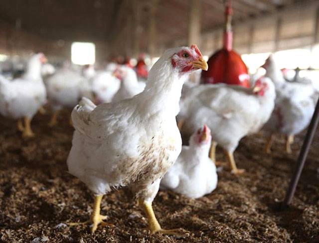 مرغی کا گوشت 27 ما رچ سے 400 روپے فی کلو میں فروخت ہو گا: سندھ پولٹری ہول سیلرز اینڈ ریٹیلرز ایسوسی ایشن