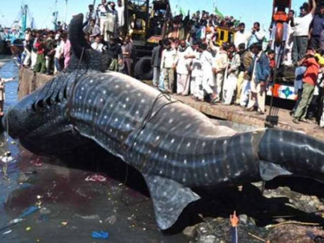 کراچی: 17 فٹ لمبی نایاب شارک کے ٹکڑے کرنے والے ماہی گیر گرفتار، مچھلی 20 ہزار میں نیلام