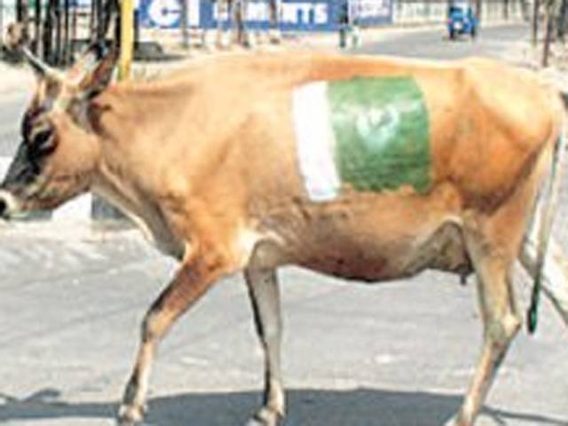 کشمیری نوجوانوں نے گائے کے جسم پر نہ مٹنے والے رنگوں سے پاکستانی جھنڈا بنادیا