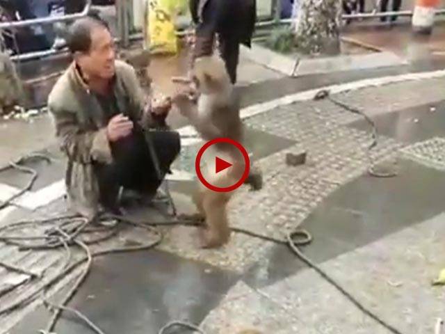 اس ویڈیو میں دیکھیں بندر اور مداری کیسی شرارتیں کر رہے ہیں۔ ویڈیو: کاشف افضل۔ صوابی