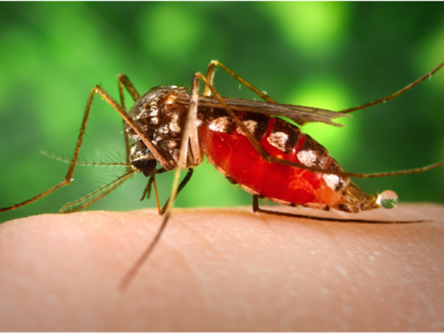 ’جب کوئی مچھر آپ کو کاٹتا ہے تو وہ کاٹتے ساتھ ہی یہ غلیظ ترین کام بھی کرتا ہے‘ سائنسدانوں نے انکشاف کردیا، جان کر آپ اگلی مرتبہ مچھر کو دیکھتے ہی دوڑ لگادیں گے