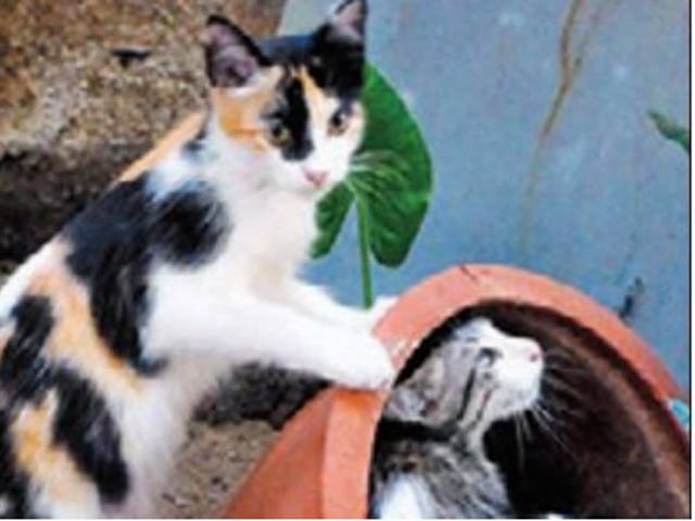 بھارت میں گمشدہ بلیوں کا گوشت بریانی میں استعمال ہونے کا انکشاف